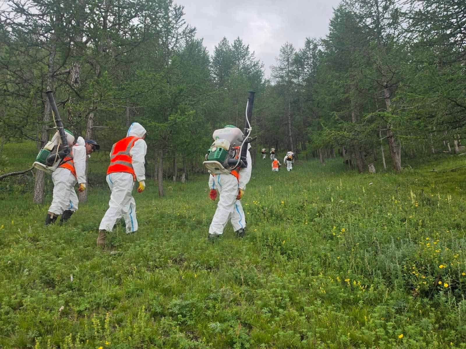 Завхан аймгийн Идэр суманд ойн хөнөөлт шавжтай тэмцэх ажил үргэлжилж байна