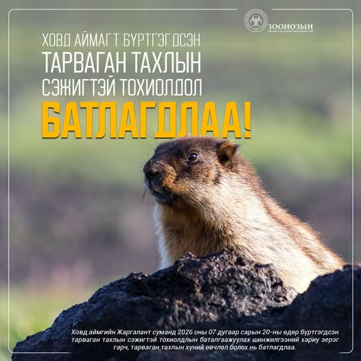 Ховд аймагт бүртгэсэн тарваган тахлын сэжигтэй тохиолдол батлагдлаа