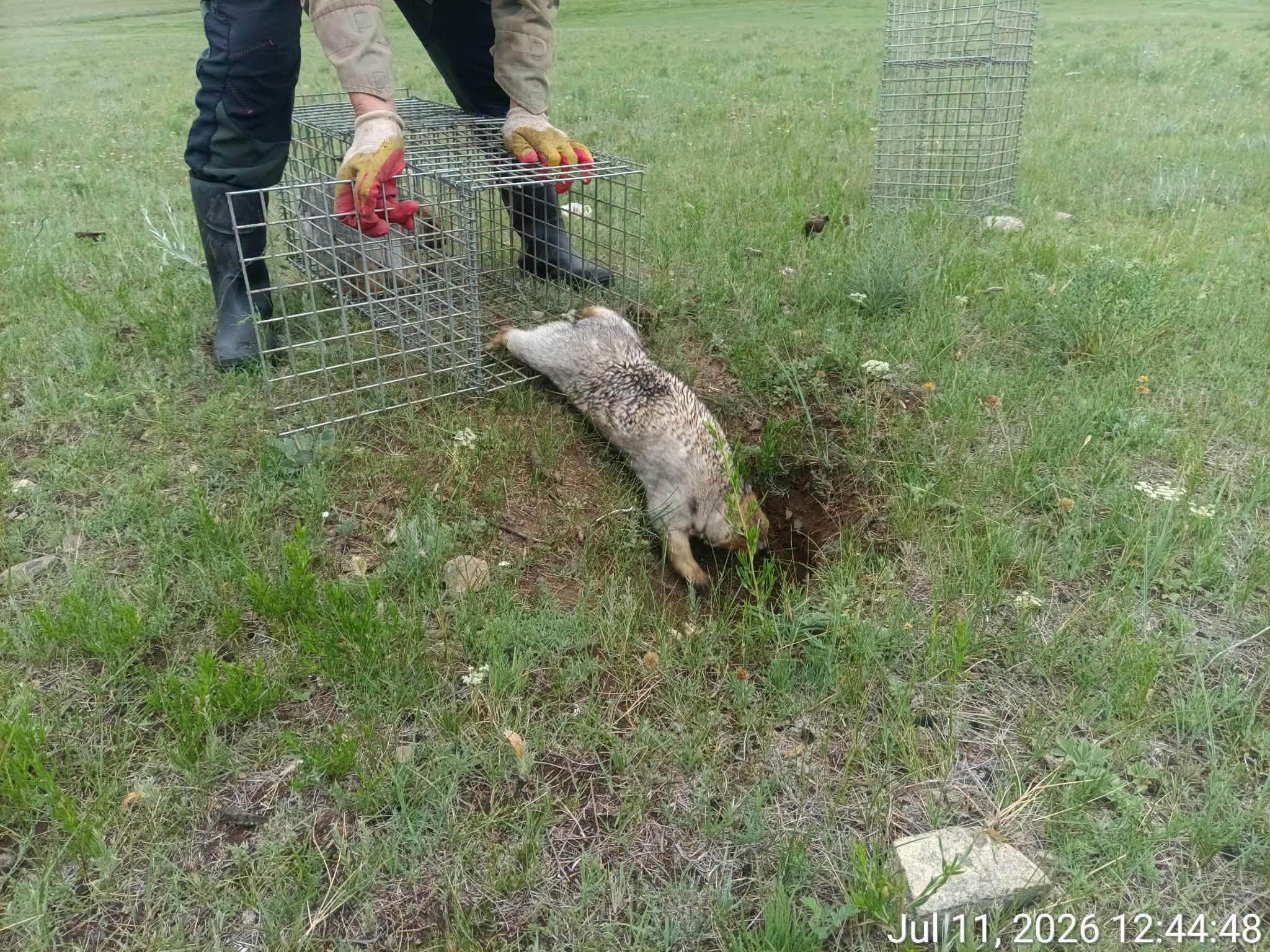 Монгол тарвагыг сэргээн нутагшууллаа