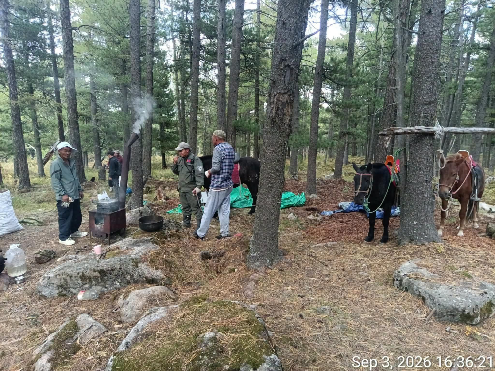 Самар түүж байсан 50 орчим хүнийг уулнаас буулгажээ