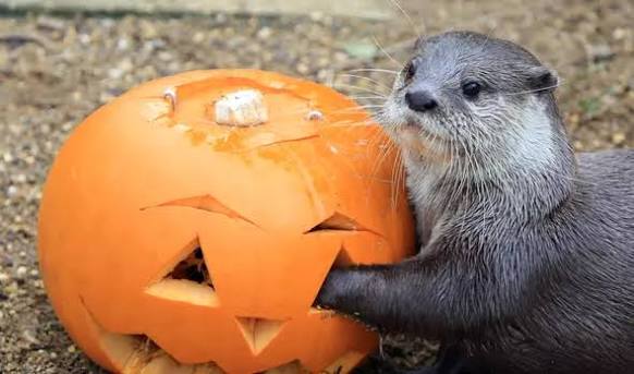 Лондоны амьтны хүрээлэнгийн амьтад Halloween-ийг тэмдэглэжээ